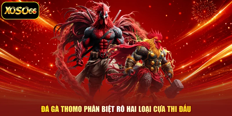 Đá gà thomo phân biệt rõ hai loại cựa thi đấu