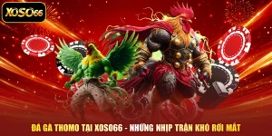 Đá Gà Thomo Tại XOSO66 - Những Nhịp Trận Khó Rời Mắt