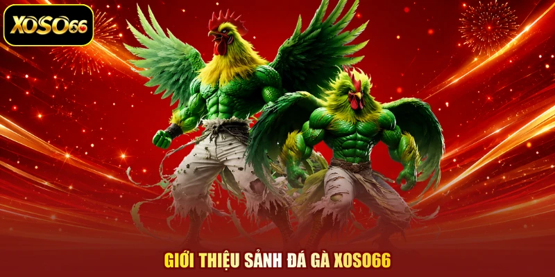 Giới thiệu sảnh đá gà XOSO66